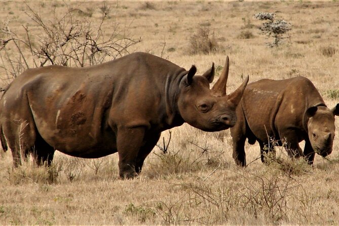 Overnight Safari to Tsavo East National Park from Mombasa/Diani - Pipeline area at 3:30 pm: why the afternoon works so well