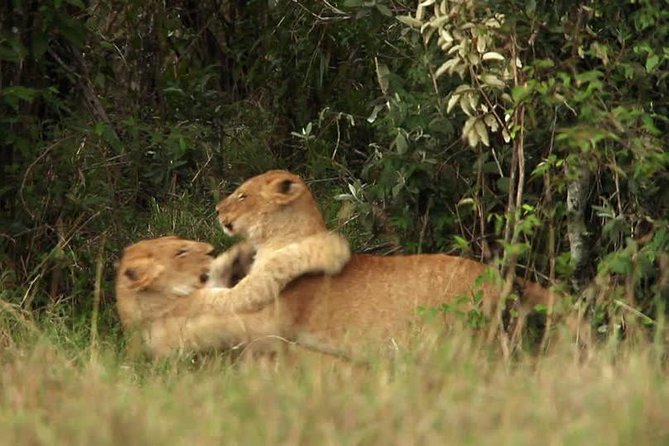 Overnight Safari to Tsavo East National Park from Mombasa/Diani - Evening viewing reality check: comfort and animal behavior