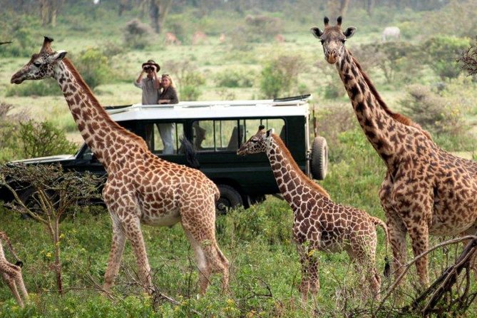 Overnight Safari to Tsavo East National Park from Mombasa/Diani - Getting from Mombasa and Diani to Tsavo East without wasting your safari time