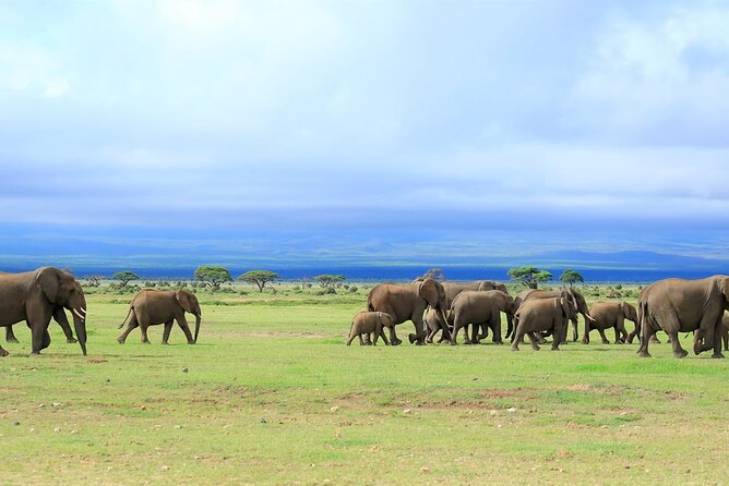 Overnight Tour in Amboseli National Park from Nairobi - Price and Value, What $570 Gets You and What It Does Not