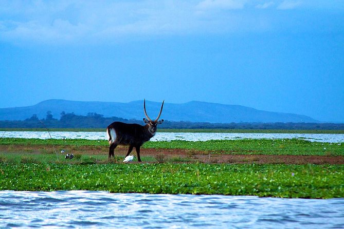 Overnight tour to mount Longonot and Hells Gate Naivasha - Lake Naivasha and lunch: build in time for the lake scene