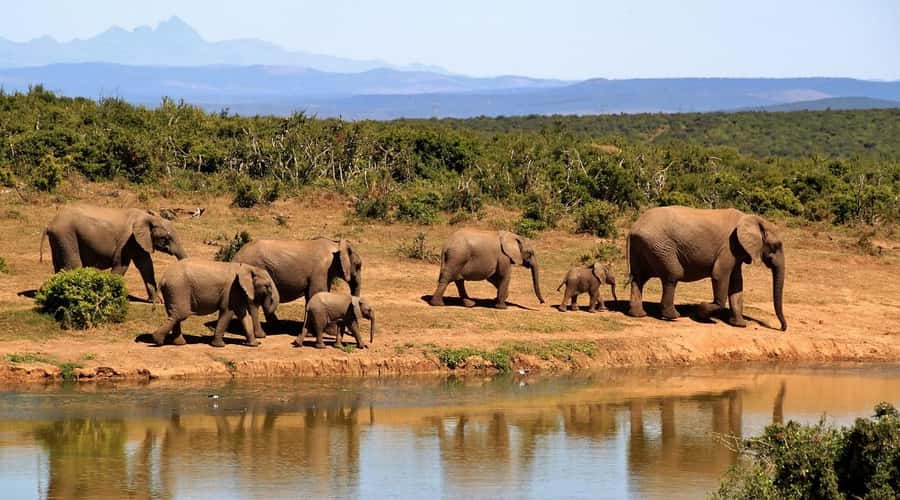 Overnight Tsavo East Safari From Mombasa/Diani (Private) - Day 2 Early Breakfast and the Return Drive With One More Shot at Wildlife