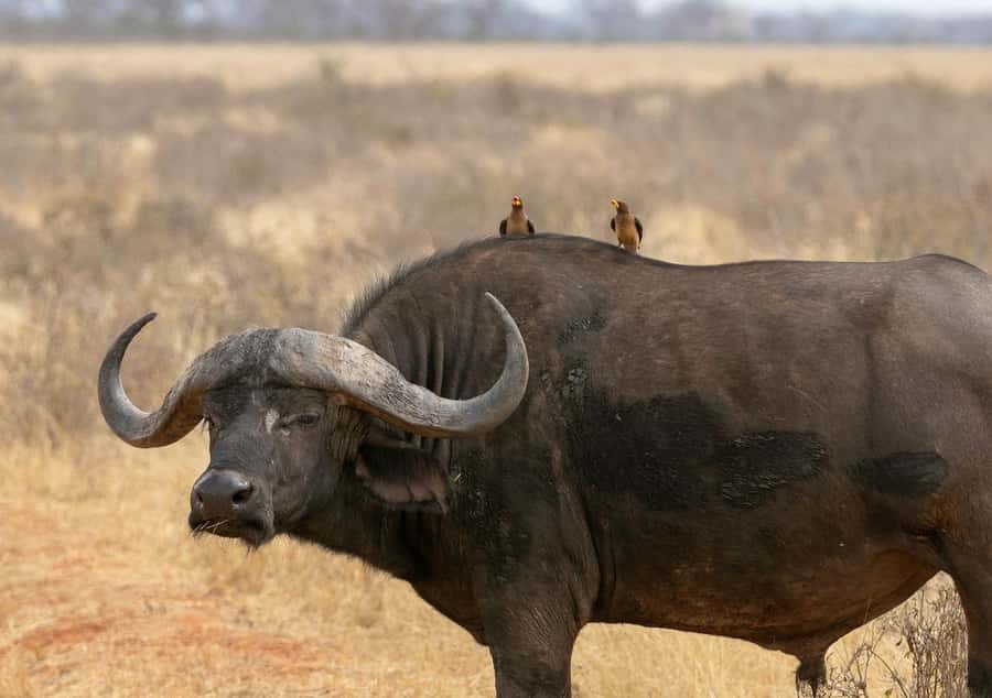 Overnight Tsavo East Safari From Mombasa/Diani (Private) - Who This Private Safari Fits Best