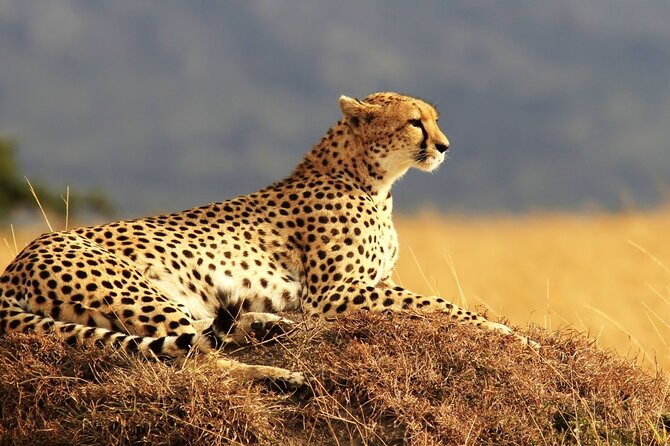 Private 3-Day Masai Mara Safari Adventure - What the $750 per person price gets you, and where it could cost extra