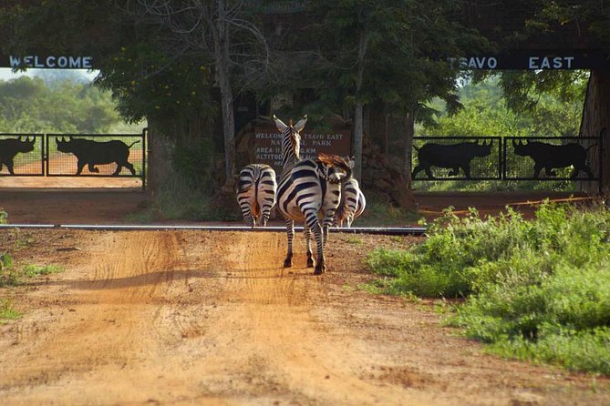 Private 3 Day Tsavo East Safari from Mombasa - Day 1: Evening game drive, then lodge time