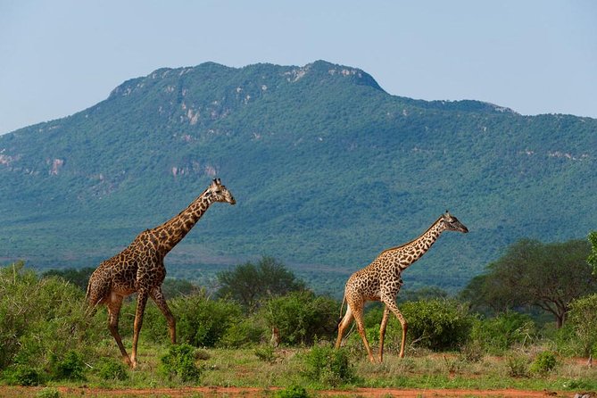 Private 3 Day Tsavo East Safari from Mombasa - Day 2: Choose your safari style, full day or split drives