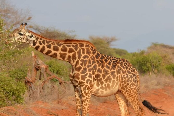 Private 3 Day Tsavo East Safari from Mombasa - Day 3: Short morning viewing and a smooth return to Mombasa