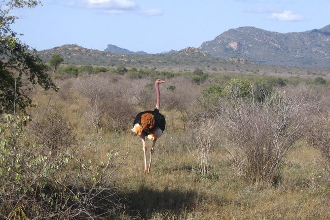 Private 3 Day Tsavo East Safari from Mombasa - The guide experience, based on how George and Joel run the trip
