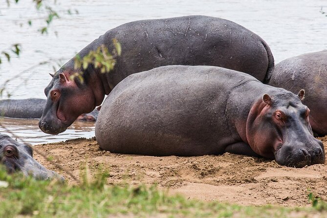 Private 5 Day Kenya Safari in Mara Lake Naivasha and Amboseli - Chasing Big Cats On Day 4: Morning Predator Energy, Plus Migration Odds