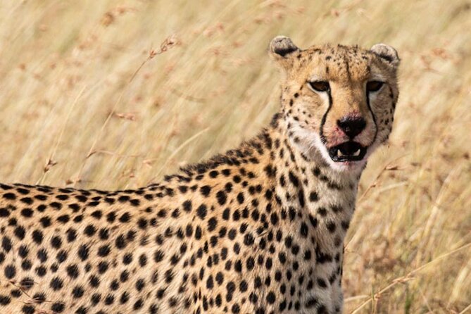 Private 5 Day Kenya Safari in Mara Lake Naivasha and Amboseli - The Guide Factor: Why Communication Makes Safari Smoother