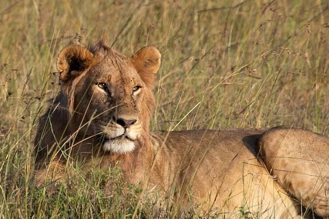 Private 5 Day Kenya Safari in Mara Lake Naivasha and Amboseli - Lake Naivasha: A Rift Valley Reset With Hippos And Fish Eagles