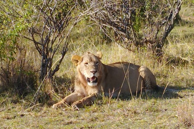 Private 5 Day Maasai Mara with Lake Nakuru and Lake Naivasha Tour - Day 1: Rift Valley Views to Maasai Mara Check-In and Sunset Drive