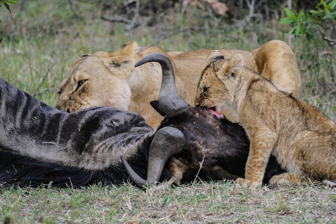 Private 7 Days Kenya Safari Amboseli, Naivasha, Nakuru, Mara - Who Drives This Trip, and Why That Matters
