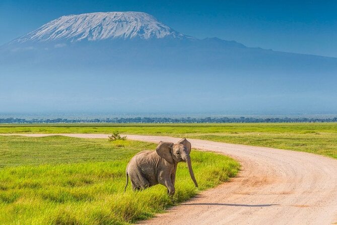 Private Day Tour Amboseli National Park, View Mt. Kilimanjaro 4<em>4 – Key things to know before you go’ /></p>
<ul>
<li><strong>Pop-up roof 4×4 viewing:</strong> You can get a better angle for elephants, giraffes, and predators without standing up the whole time.</li>
<li><strong>Serious early timing:</strong> A sunrise departure gives you more comfortable temperatures and often better animal activity.</li>
<li><strong>Guides named Julias, Peter, and Brian:</strong> They are praised for spotting wildlife from far off and getting you to good positions fast.</li>
<li><strong>Kilimanjaro views are part of the point:</strong> You should treat it as a bonus when conditions are clear, not a guarantee every moment.</li>
<li><strong>Lunch is included, drinks are not:</strong> Bring extra water and snacks for the long ride and your own comfort.</li>
<li><strong>Double-check optional add-ons:</strong> Masai Village is optional and paid directly on the day if you choose it.</li>
</ul>
<h2>Why Amboseli and Kilimanjaro in one day is such a smart combo</h2>
<p><img width="669" height="446" decoding="async" src=