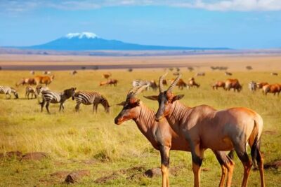 Private Day Tour Amboseli National Park, View Mt. Kilimanjaro 4*4