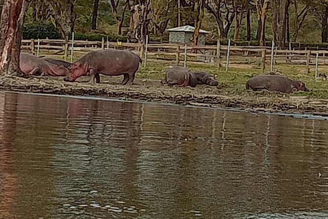 Private Day tour to Hell's Gate National Park and Lake Naivasha - Hell’s Gate by bicycle: 7 km of off-the-beaten-path adventure