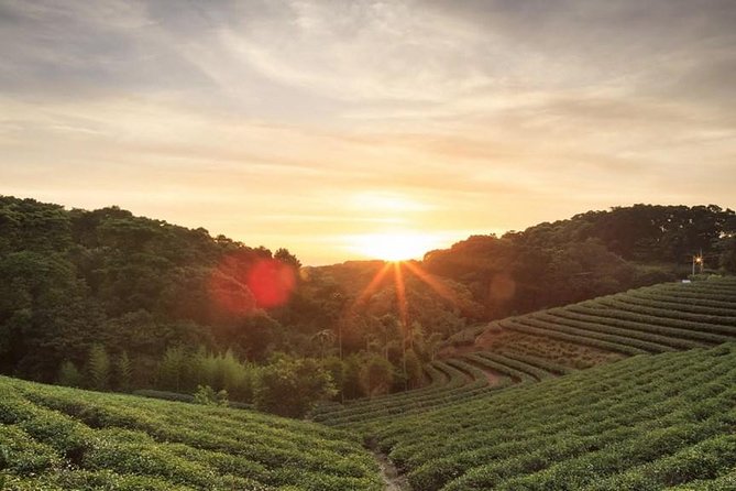 Private Day Trip to Kiambethu Tea Farm in Limuru from Nairobi - First, What This Day Trip Really Gives You