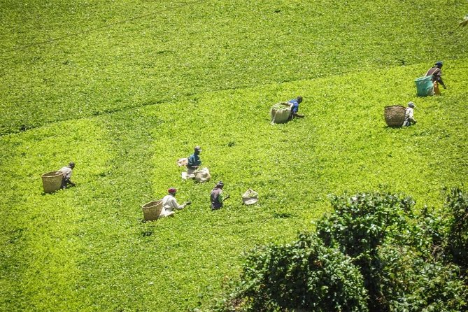 Private Day Trip to Kiambethu Tea Farm in Limuru from Nairobi - Who This Tour Suits Best