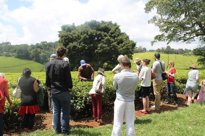 Private Day Trip to Kiambethu Tea Farm in Limuru from Nairobi - Nairobi Pickup to Limuru: The Drive Part You’ll Actually Enjoy