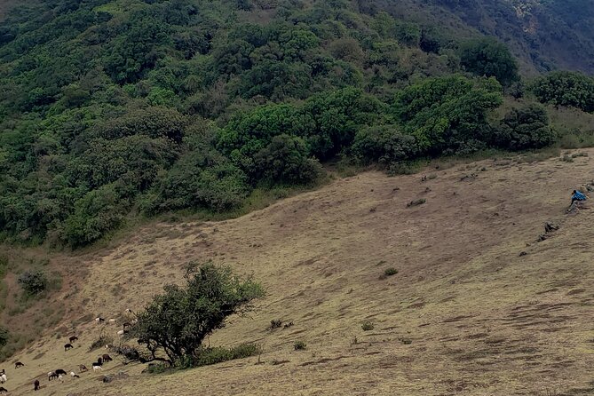 Private Half Day Hike to Ngong Hills from Nairobi - Your guide: what you should expect from Peter, John, and others