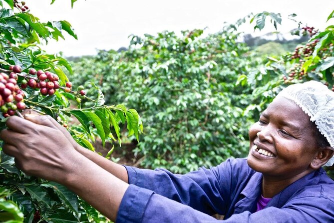 Private Half-Day Tour in Fairview Coffee Farm from Nairobi - Key highlights I’d plan around