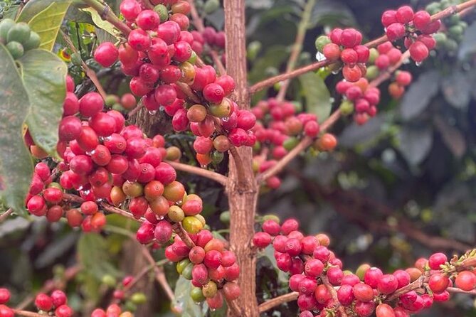 Private Half-Day Tour in Fairview Coffee Farm from Nairobi - First stop at the visitor area: what you’ll learn before you walk