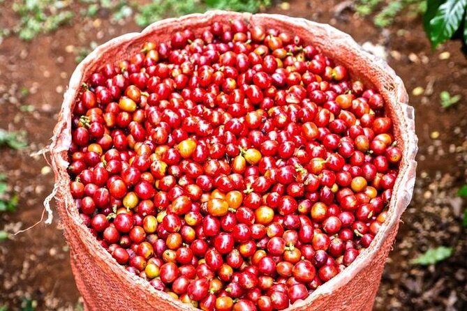 Private Half-Day Tour in Fairview Coffee Farm from Nairobi - The coffee estate walk: nursery, plantation, harvesting, and processing