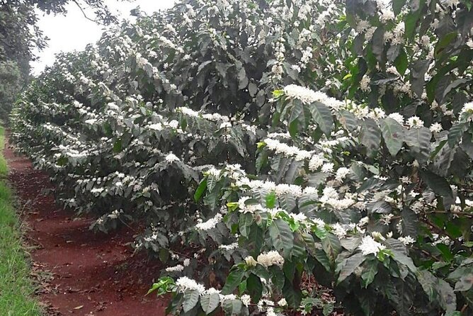 Private Half-Day Tour in Fairview Coffee Farm from Nairobi - Drying areas: where coffee gets its character