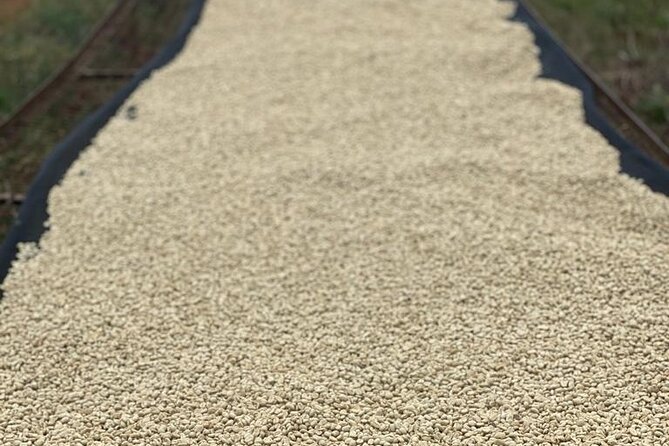 Private Half-Day Tour in Fairview Coffee Farm from Nairobi - Coffee tasting with different grades, types, and varieties