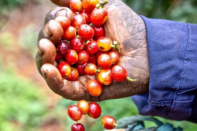 Private Half-Day Tour in Fairview Coffee Farm from Nairobi - Getting there from Nairobi, and why the timing matters