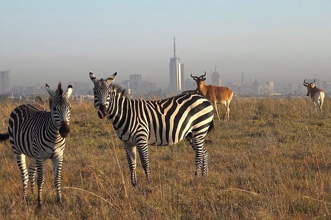 Private Half Day Tour in Nairobi National Park Safari - Key Highlights You’ll Actually Feel