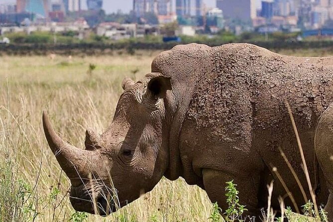 Private Half Day Tour in Nairobi National Park Safari - Nairobi National Park in a Half Day, Without the Pain