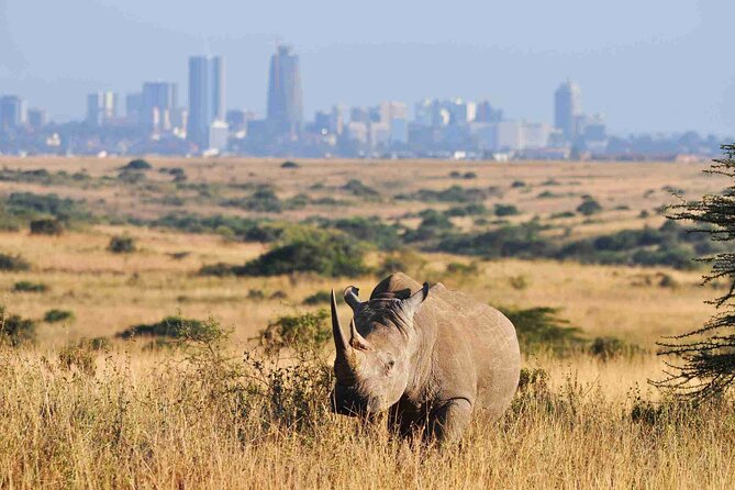 Private Half Day Tour in Nairobi National Park Safari - Entering Nairobi National Park and Getting Your Bearings Fast