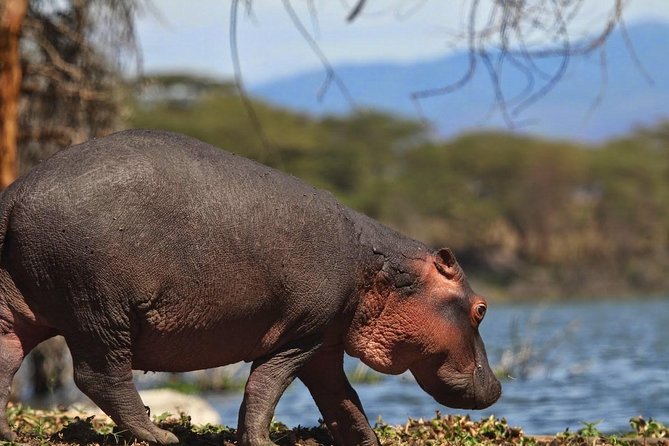 Private Layover Tour to Hells Gate National park with Optional Boat Ride - Private door to door ride from Nairobi to Hells Gate