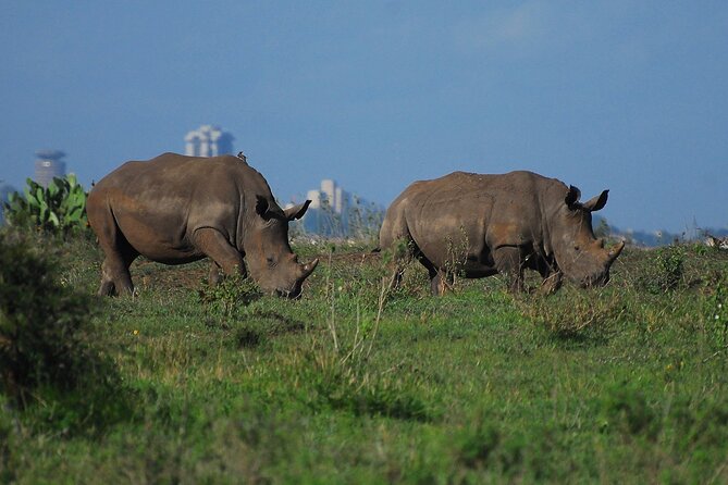 Private Mini Safari Tour in Nairobi - Nairobi National Park, the world’s oddball safari trick