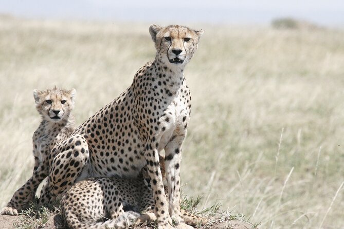 Private Mini Safari Tour in Nairobi - Big Five basics, plus the animals you can actually plan to see