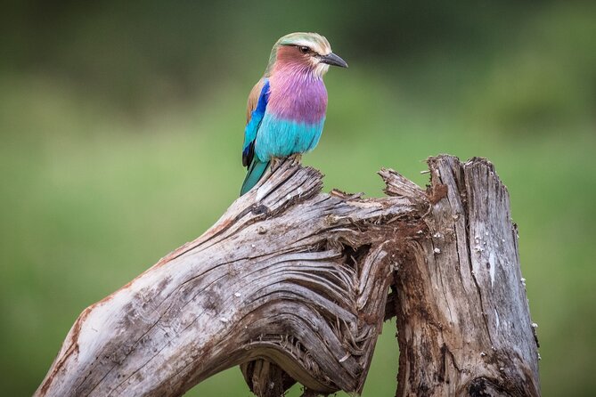 Private Mini Safari Tour in Nairobi - Why pickup and private format are a big deal in Nairobi