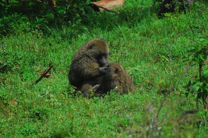 Private Mini Safari Tour in Nairobi - What’s included, what’s not, and how that affects value