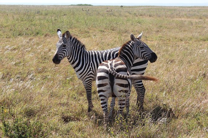 Private Mini Safari Tour in Nairobi - Stop 1: Nairobi National Park, what your drive is really like