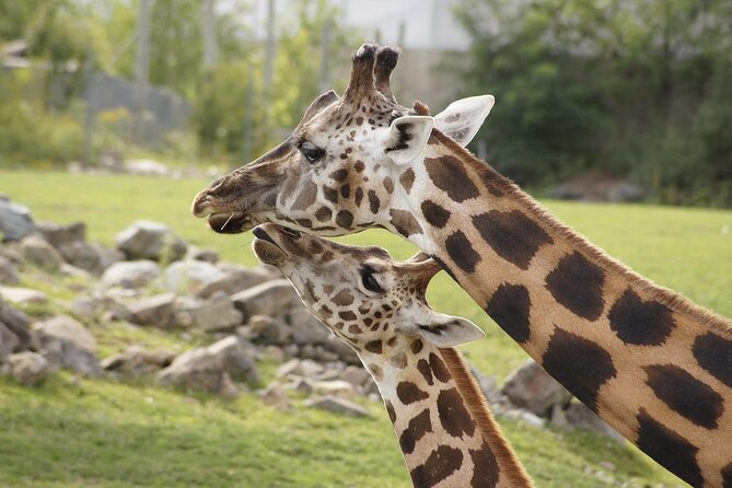 PRIVATE: MOMBASA FULL DAY TOUR and EXCURSUION - Stop 4: Haller Park, reforested quarries turned animal and reptile park