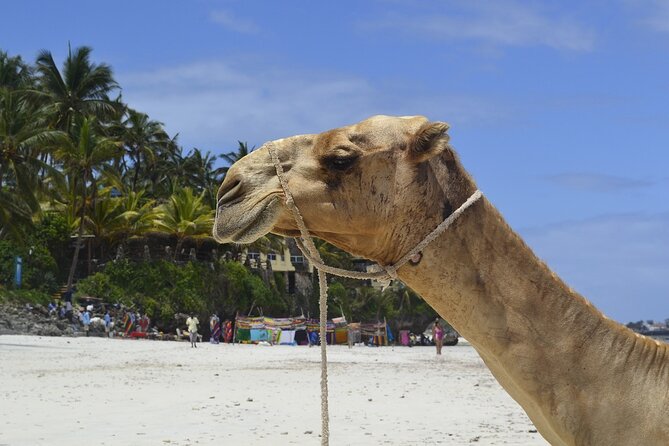 PRIVATE: MOMBASA FULL DAY TOUR and EXCURSUION - The value question: is $90 a fair deal for this full itinerary?