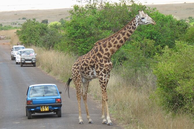 Private Morning Safari to Nairobi National Park & Giraffe Center - How to prepare like you care (and avoid the small annoyances)