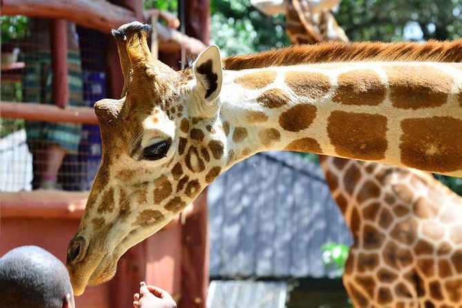 Private Morning Safari to Nairobi National Park & Giraffe Center - Entering Nairobi National Park via the main gate and the 3-hour game drive
