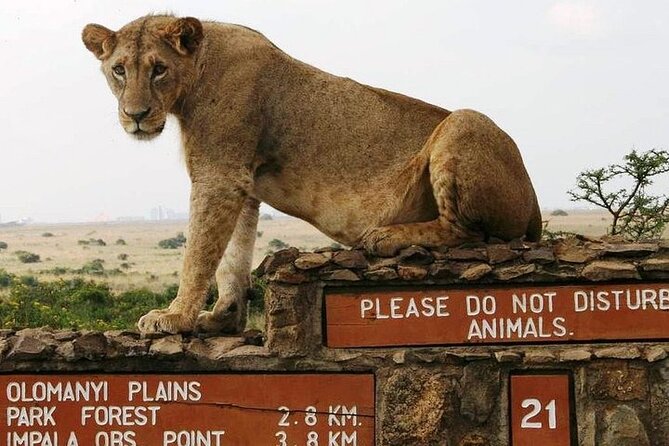 Private Nairobi National Park Day Tour - Nairobi National Park, Right Next to the City