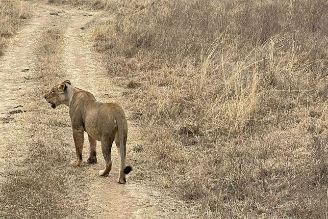 Private Nairobi National Park Day Tour - What to Bring and How to Make the Most of a Day Drive