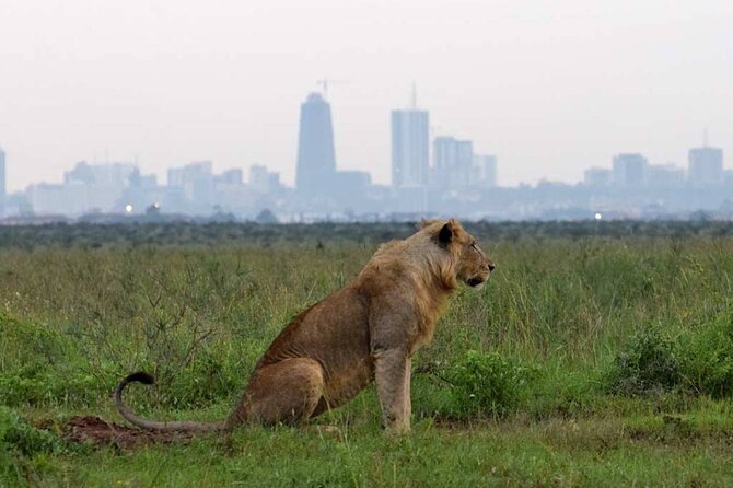 Private Nairobi National Park Day Tour - Where to Meet in Nairobi and How to Keep the Day Smooth