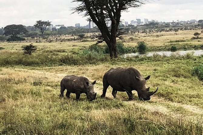 Private Nairobi National Park Day Tour - Best Fit: Families, First-Timers, and Short on Time