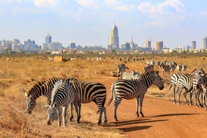 Private Nairobi National Park Day Tour - Wildlife You Might See: Big Five (Minus Elephant) and Lots of Birdlife