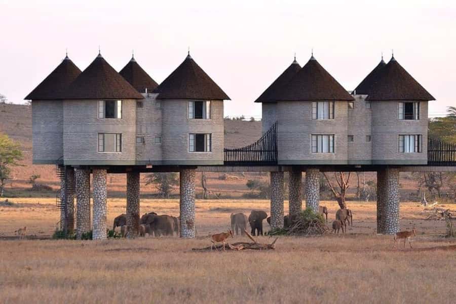 PRIVATE OVERNIGHT SALTLICK SAFARI FROM MOMBASA OR DIANI - Salt Lick Lodge: the stilt-and-bridge “fortress” you can watch from