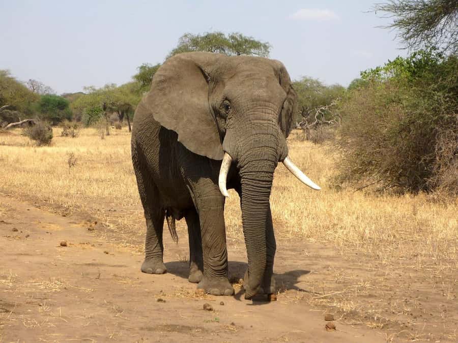 PRIVATE OVERNIGHT SALTLICK SAFARI FROM MOMBASA OR DIANI - Guides and drivers make or break the experience